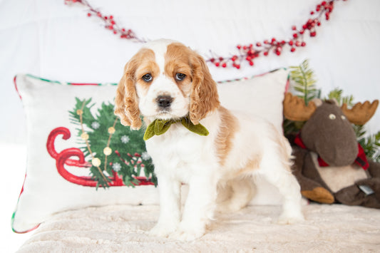 Demi-Cocker Spaniel Female