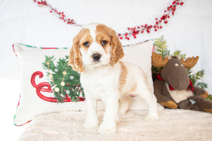 Demi-Cocker Spaniel Female