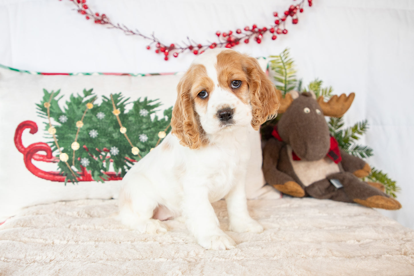 Demi-Cocker Spaniel Female