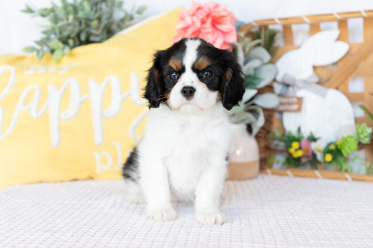 Cavalier King Charles Spaniel Female (Lilah)