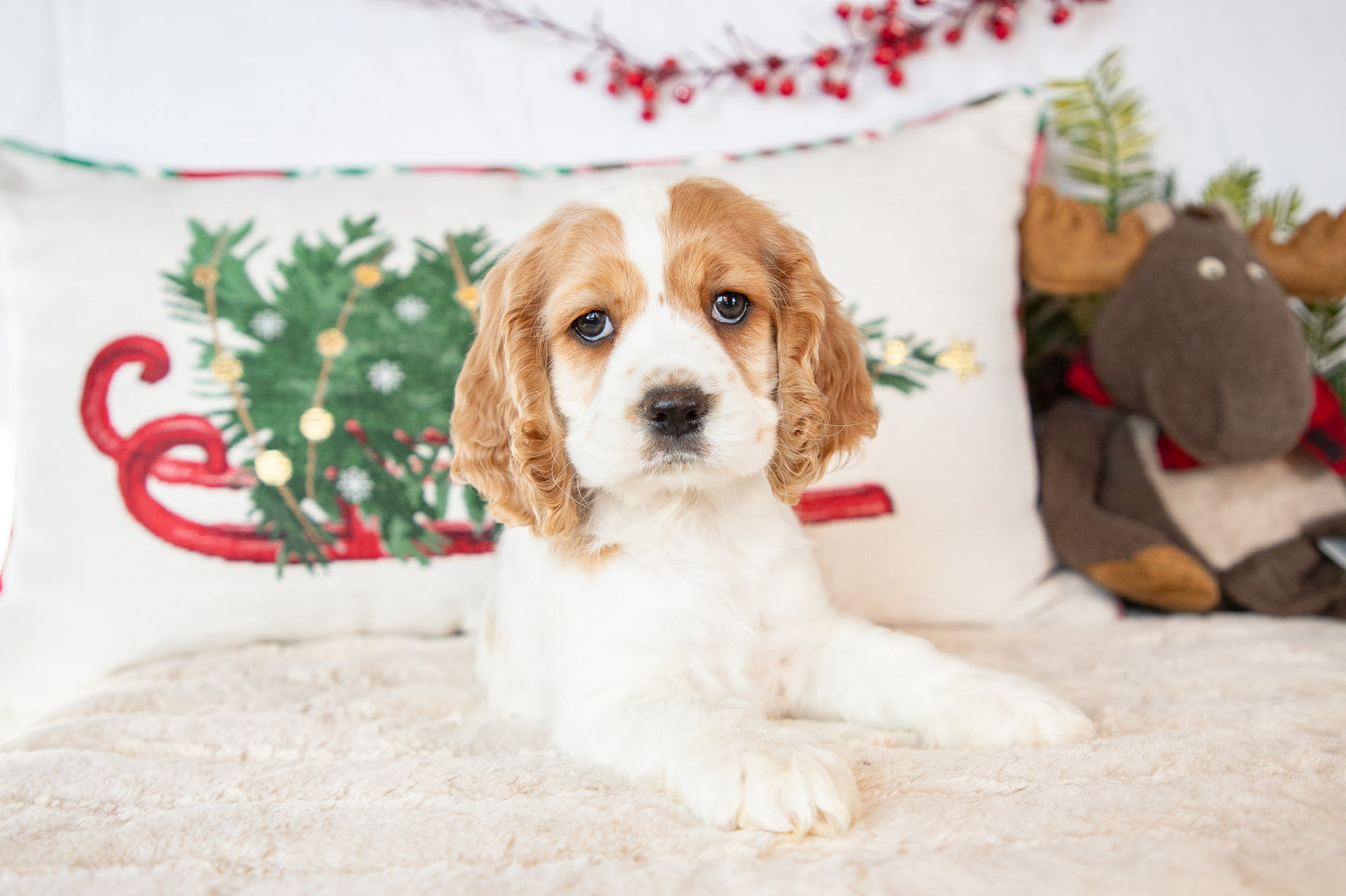 Demi-Cocker Spaniel Female