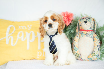 Cocker Spaniel Male (Mason)