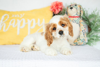 Cocker Spaniel Male (Mason)