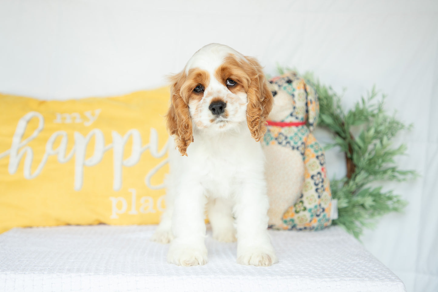 Cocker Spaniel Male (Mason)