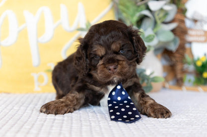 Cocker Spaniel Male (Beau)