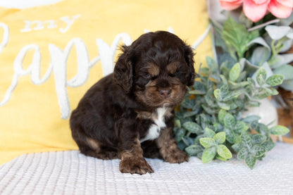 Cocker Spaniel Male (Beau)