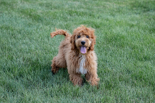 Huxley-Cockapoo Male