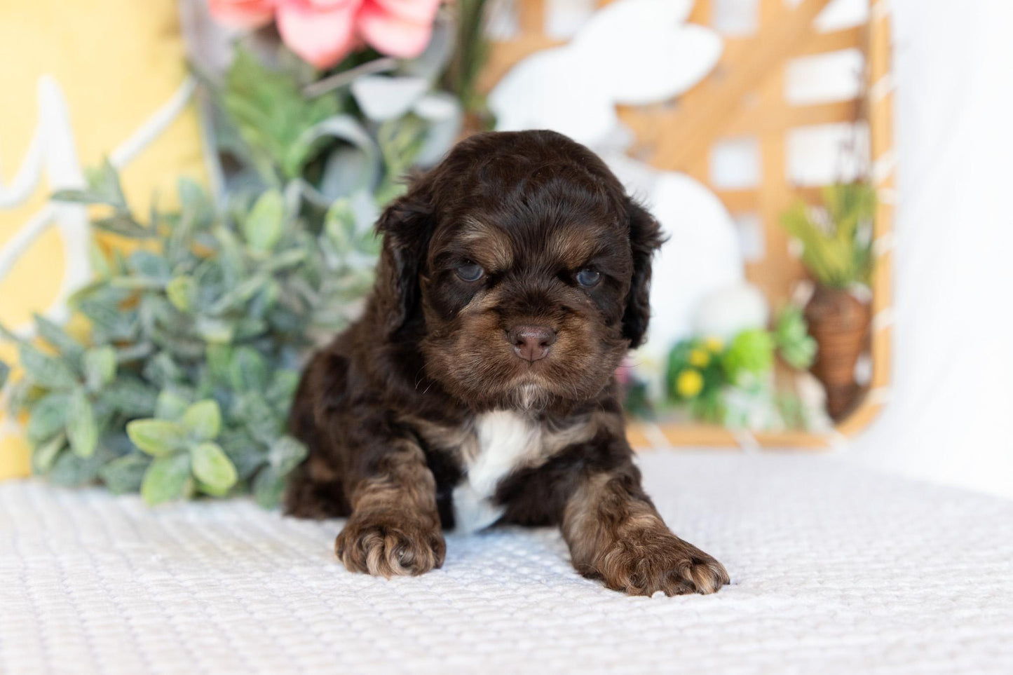 Cocker Spaniel Male (Beau)