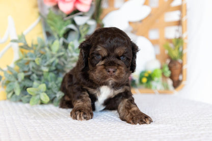 Cocker Spaniel Male (Beau)
