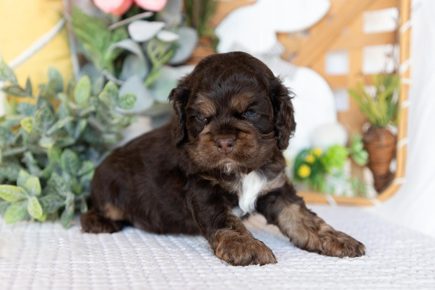 Cocker Spaniel Male (Beau)