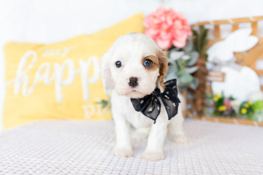 Cocker Spaniel Female (Rosalie)