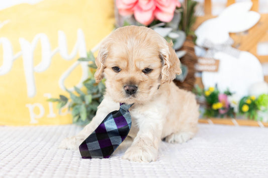 Cocker Spaniel Male (Bellamy)