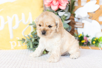 Cocker Spaniel Male (Bellamy)