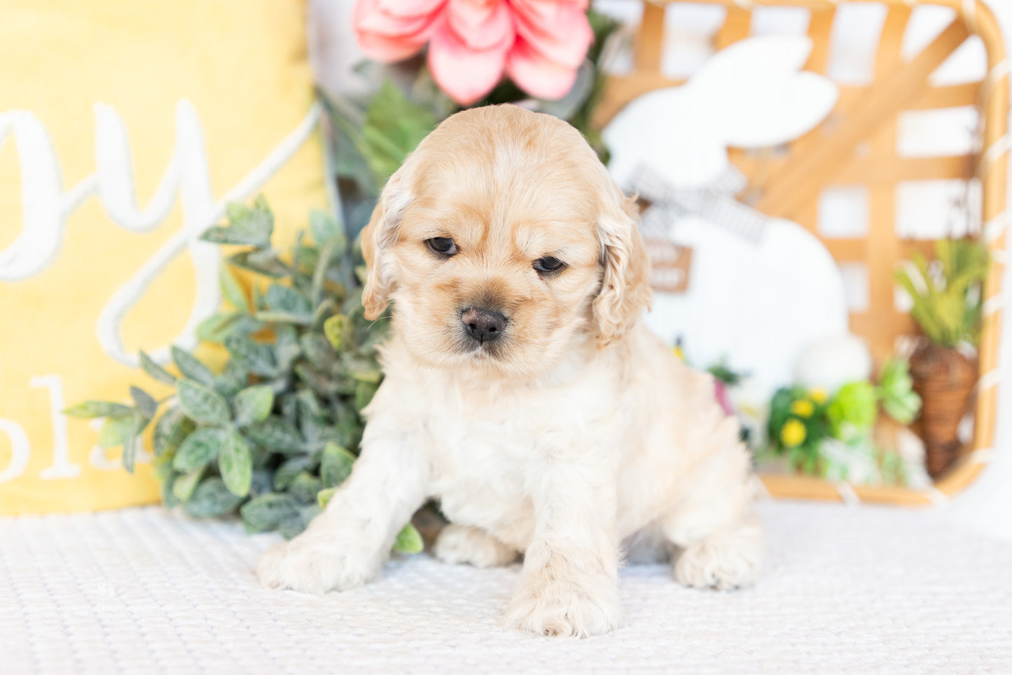 Cocker Spaniel Male (Bellamy)