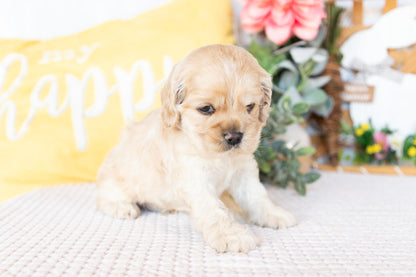 Cocker Spaniel Male (Bellamy)