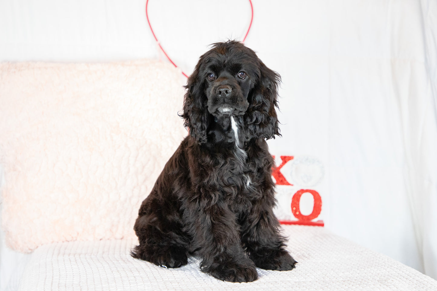 Cece- Cocker Spaniel Female