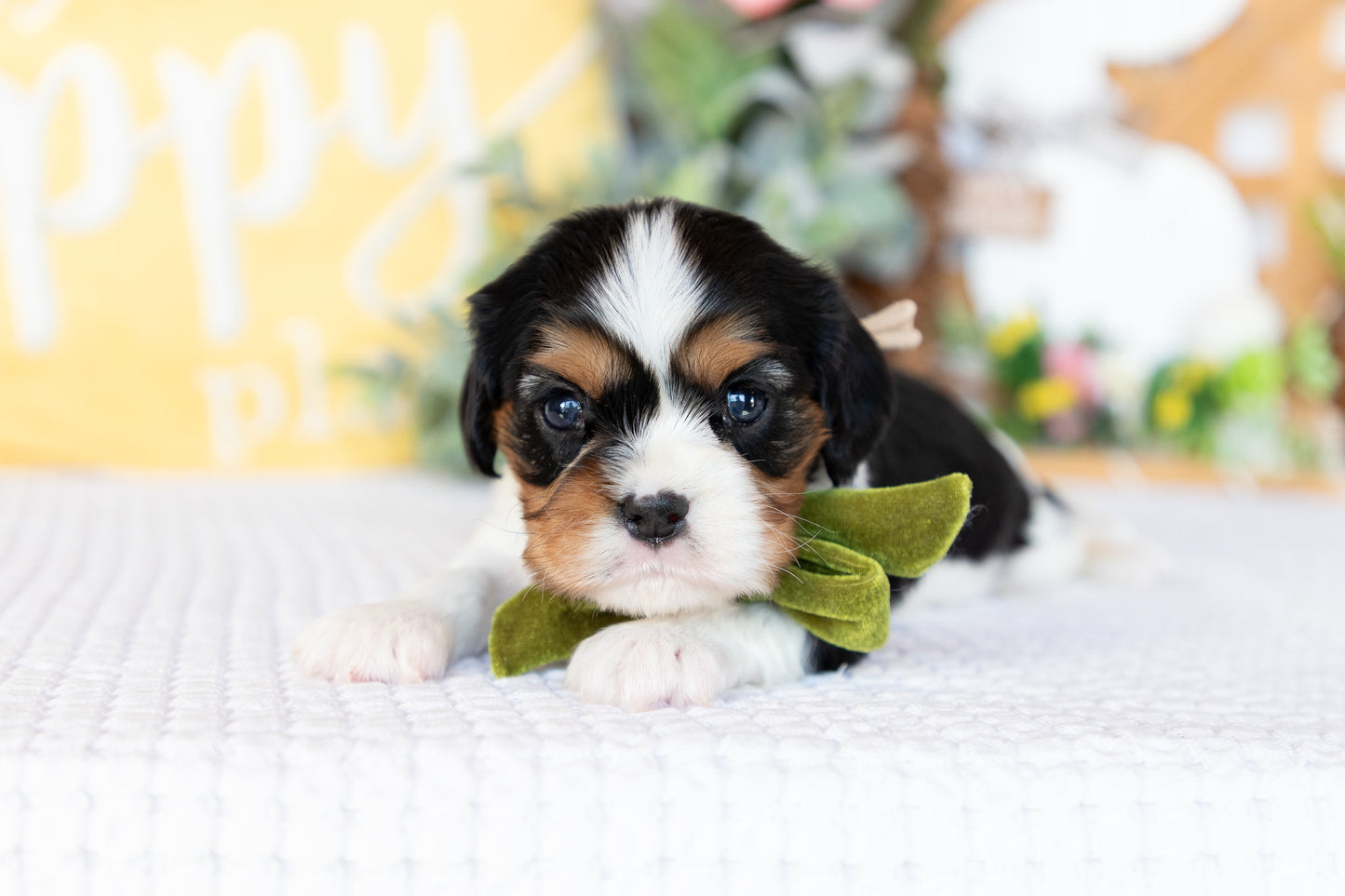Cavalier King Charles Spaniel Female (Faye)