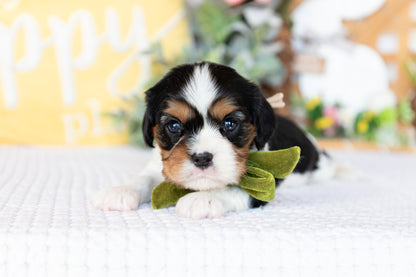 Cavalier King Charles Spaniel Female (Faye)