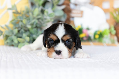 Cavalier King Charles Spaniel Female (Faye)