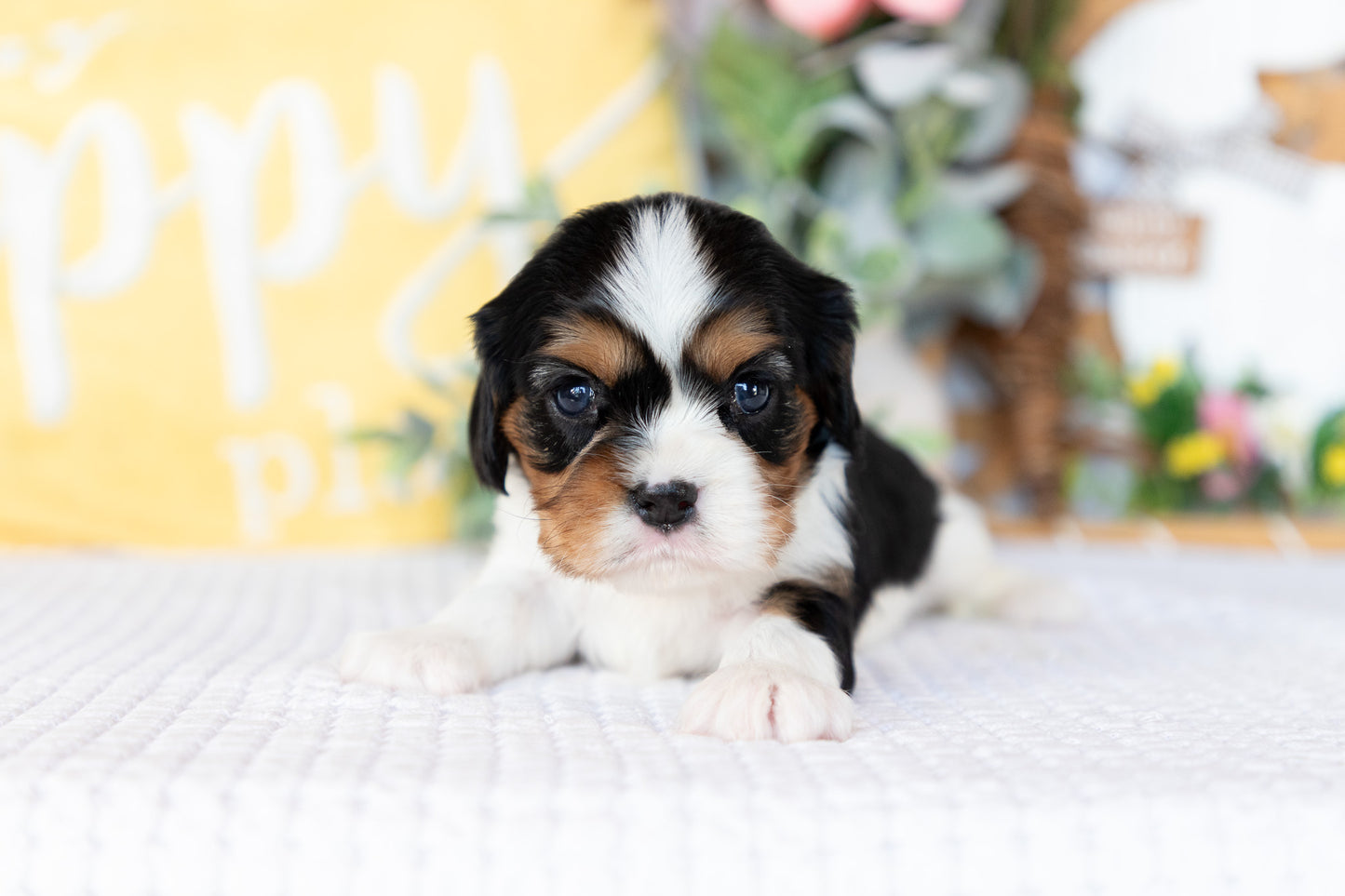 Cavalier King Charles Spaniel Female (Faye)