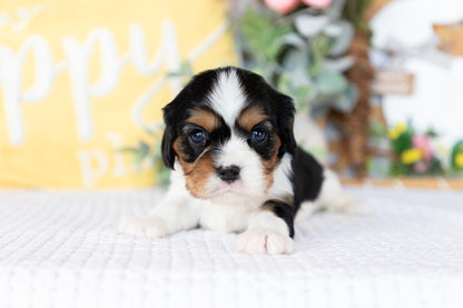 Cavalier King Charles Spaniel Female (Faye)