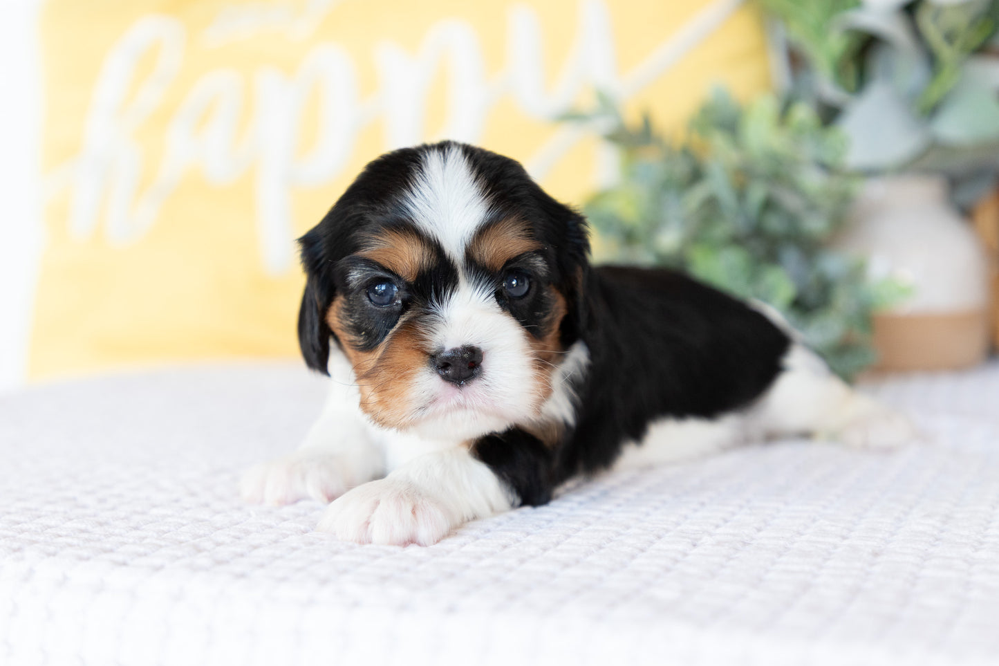 Cavalier King Charles Spaniel Female (Faye)
