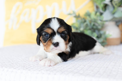 Cavalier King Charles Spaniel Female (Faye)