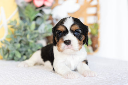 Cavalier King Charles Spaniel Female (Faye)