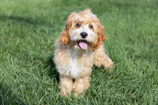 Holland-Cockapoo Male