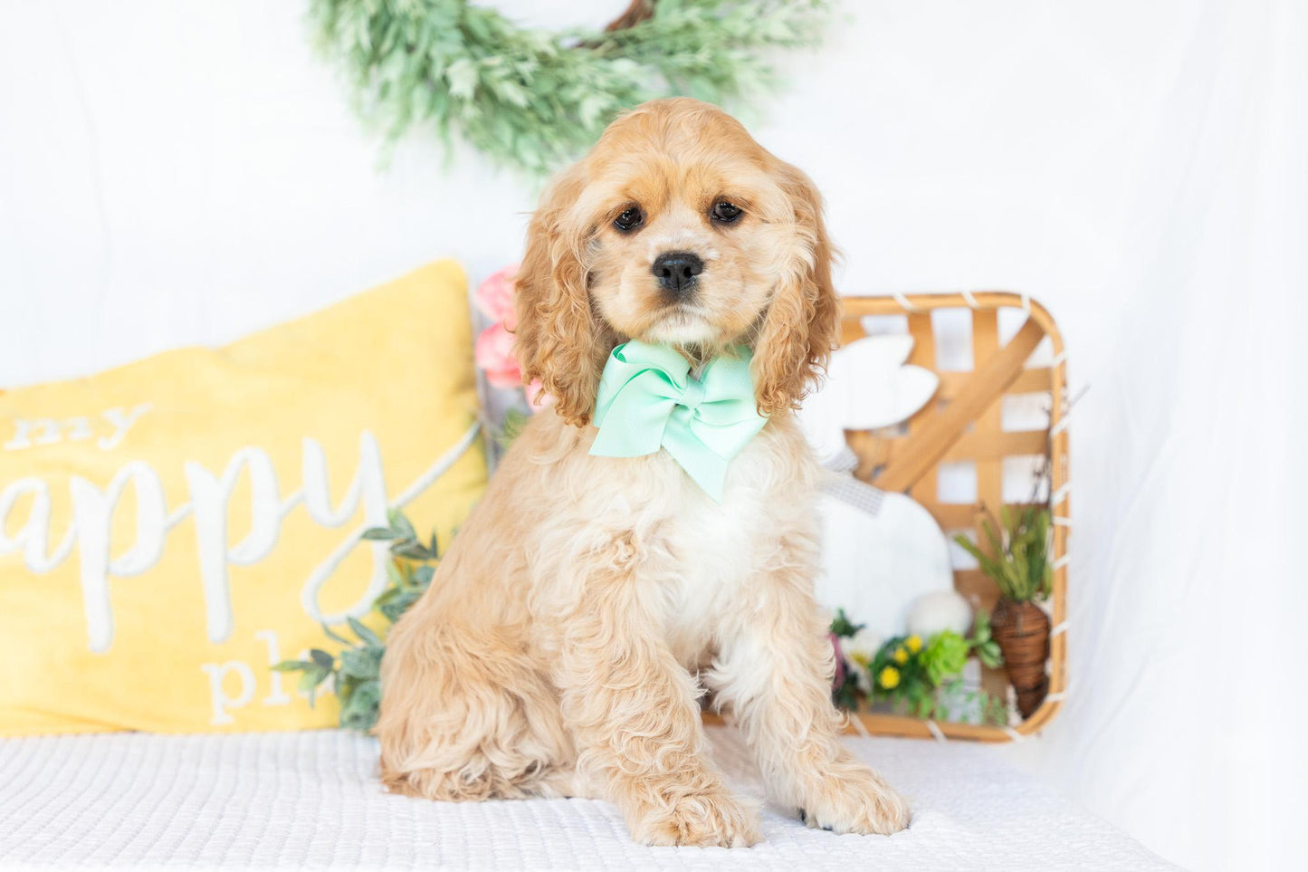 Cocker Spaniel Female (Valorie)