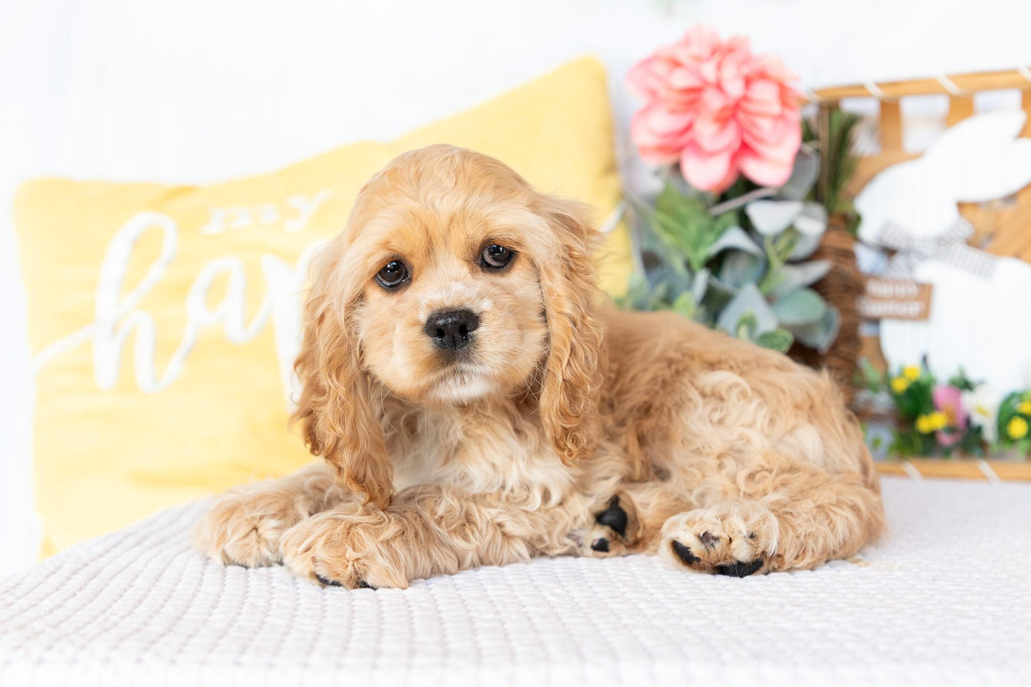 Cocker Spaniel Female (Valorie)