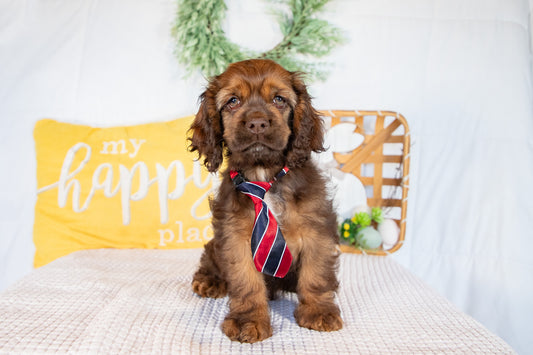 Marty-Cocker Spaniel Male