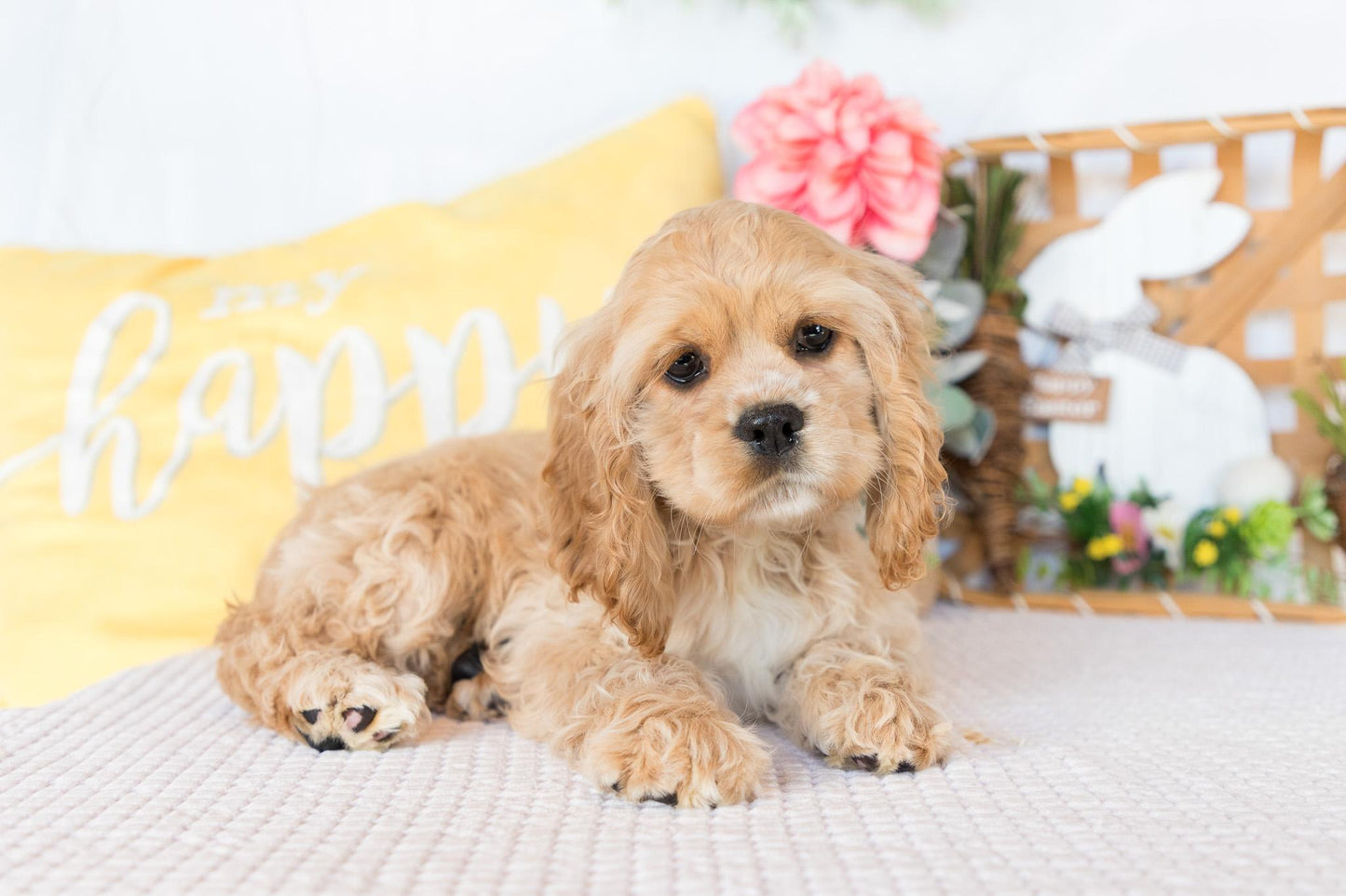 Cocker Spaniel Female (Valorie)