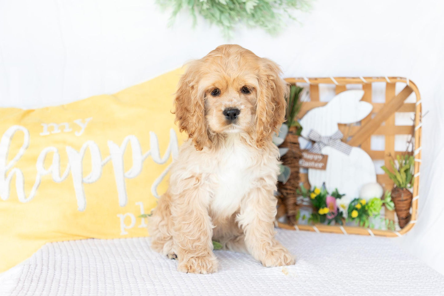 Cocker Spaniel Female (Valorie)