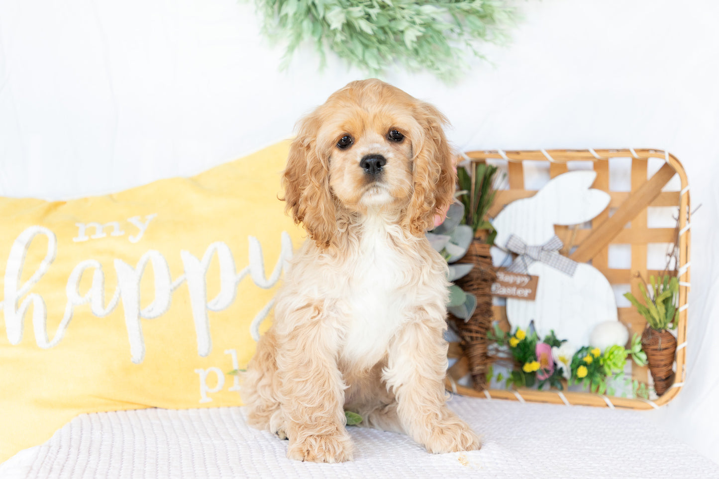Cocker Spaniel Female (Valorie)