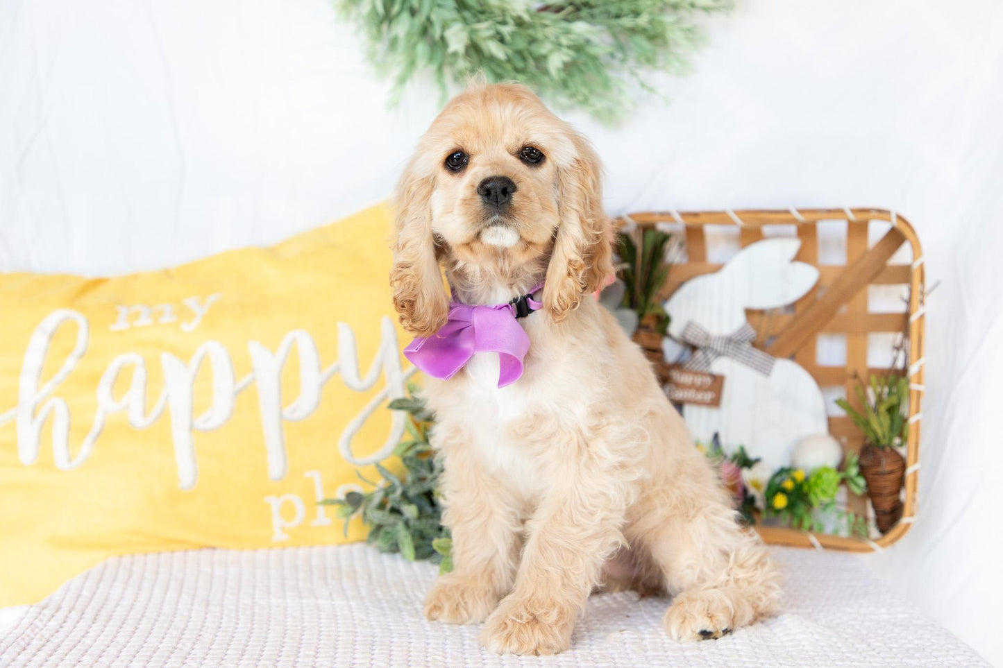 Cocker Spaniel Female (Victoria)