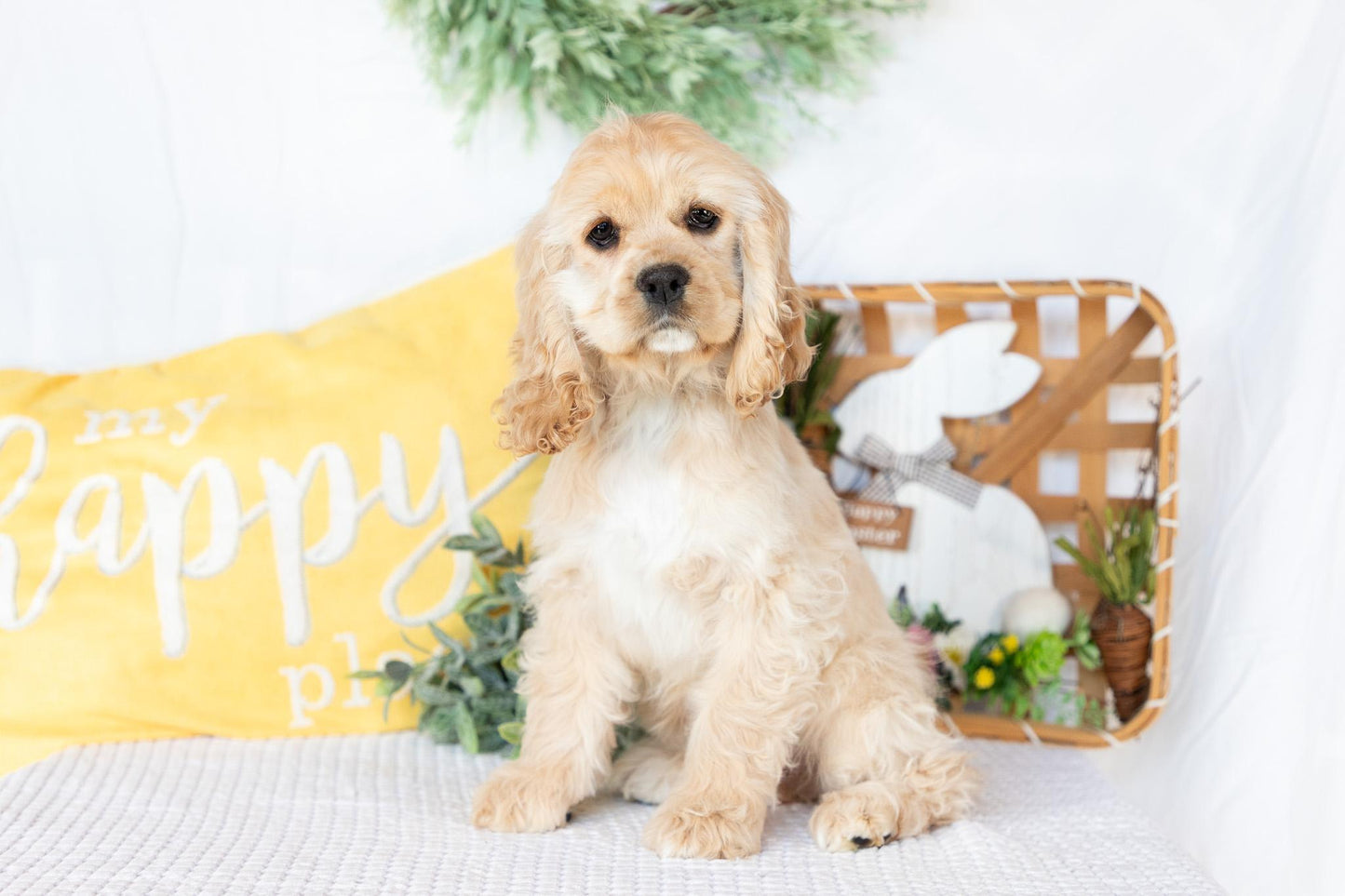 Cocker Spaniel Female (Victoria)