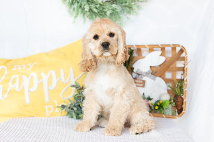 Cocker Spaniel Female (Victoria)