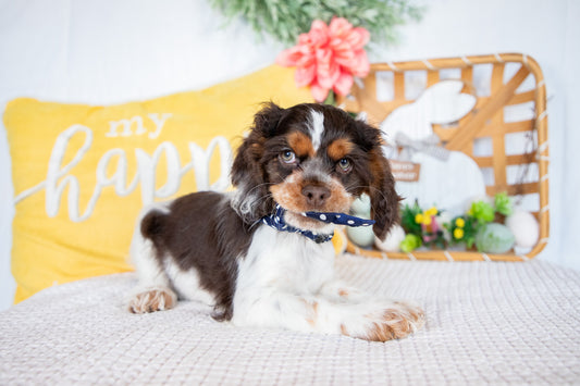 Miles-Cocker Spaniel Male