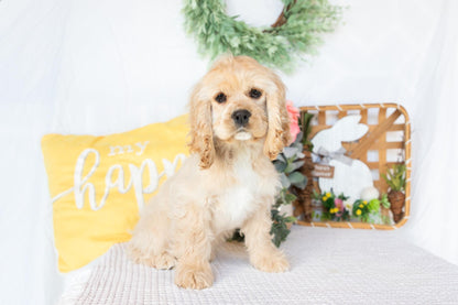 Cocker Spaniel Female (Victoria)