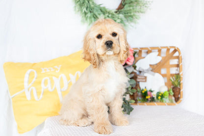 Cocker Spaniel Female (Victoria)