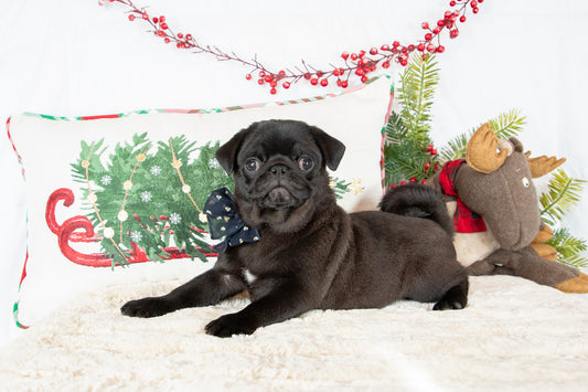 Twila-Pug Female