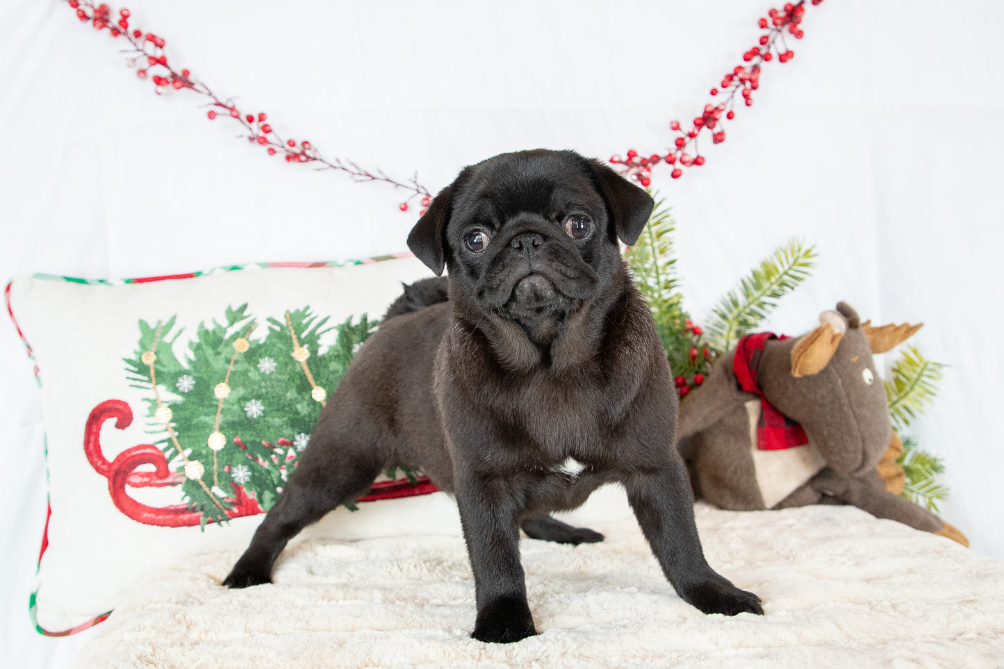 Twila-Pug Female