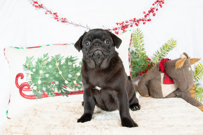 Twila-Pug Female