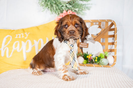 Murphy-Cocker Spaniel Male