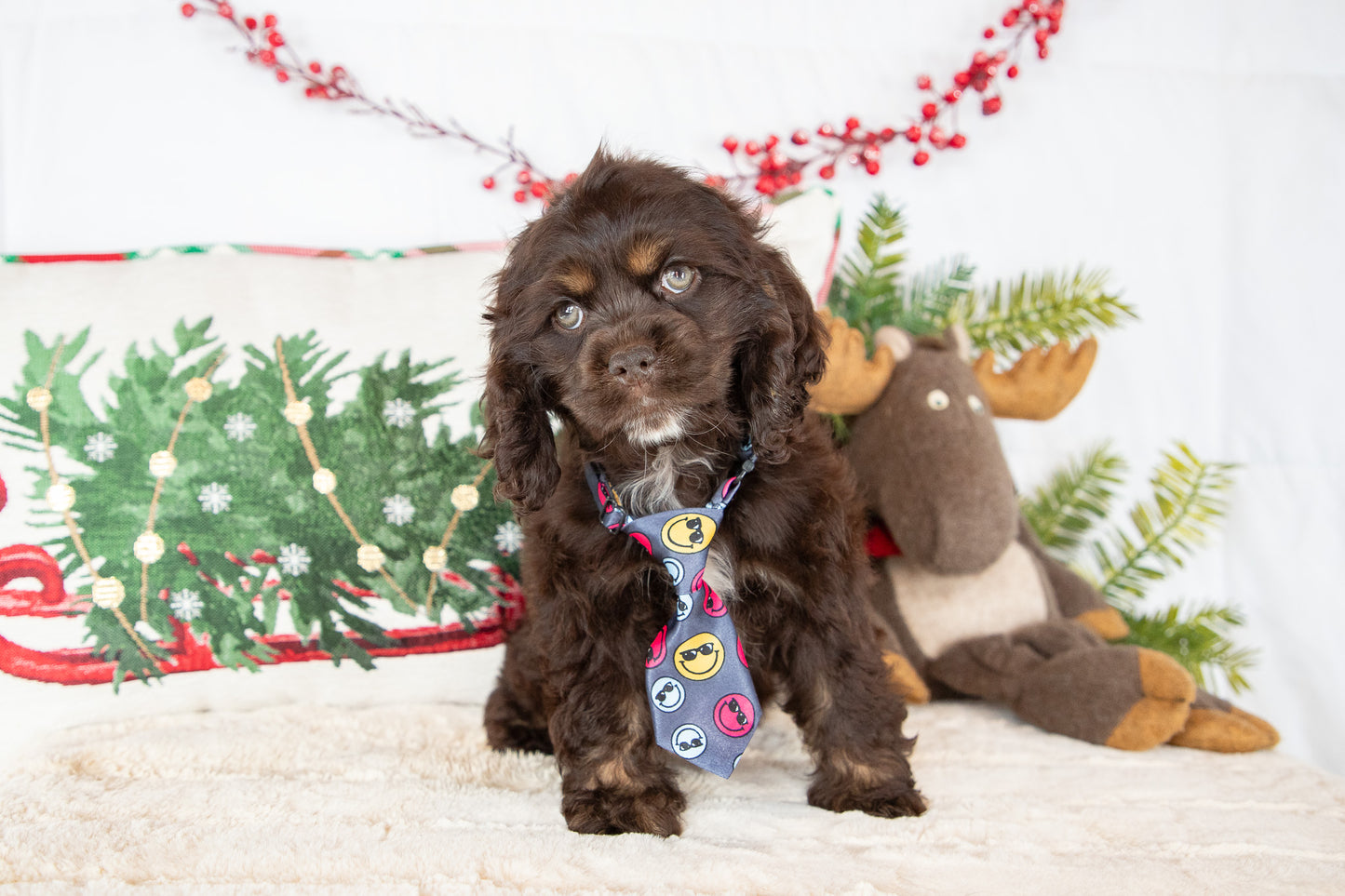 Coco-Cocker Spaniel Male