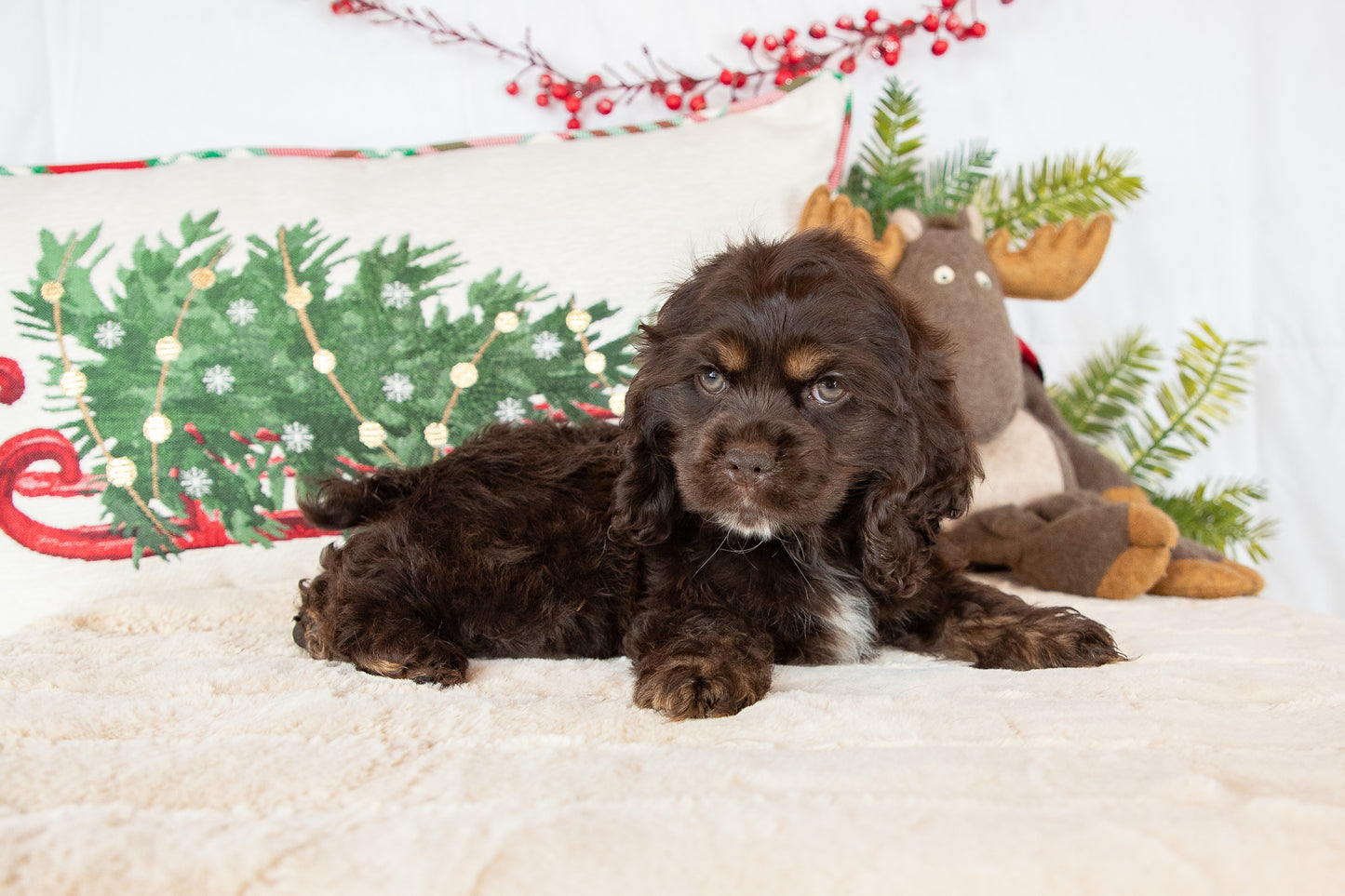 Coco-Cocker Spaniel Male