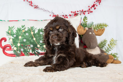 Coco-Cocker Spaniel Male