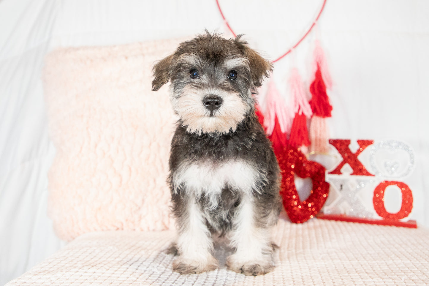 Lolly-Miniature Schnauzer Female