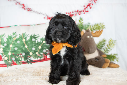 Cindi-Cocker Spaniel Female